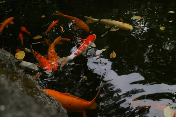 池の写真の鯉もいます — ストック写真