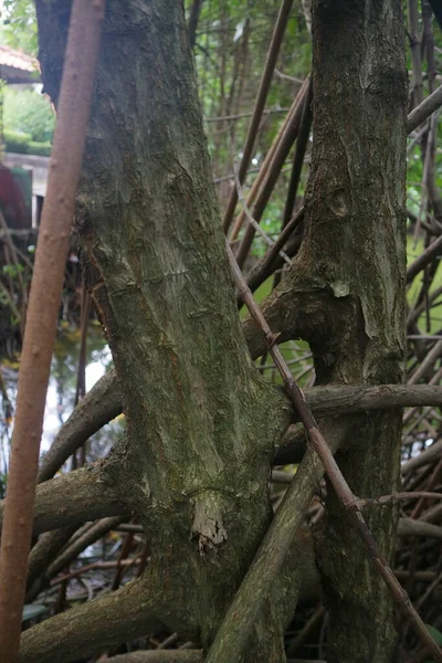 Мангрове Дерево Текстура Фото — стокове фото