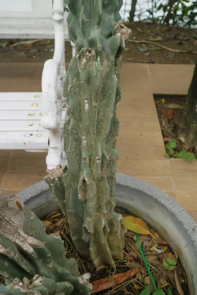 Big Cactus Plant Stem Pot Photo — ストック写真