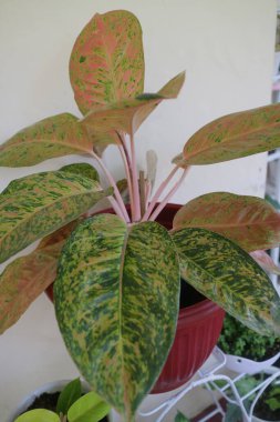 Evin önünde güzel bir aglonema bitkisi.