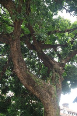 Büyük mango ağacı ve yemyeşil yapraklar.