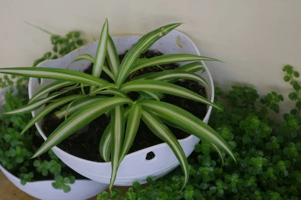 Beautiful House Plant Named Spider Plant Photo — Stock Photo, Image