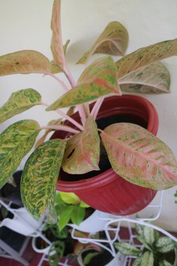 Evin önünde güzel bir aglonema bitkisi.