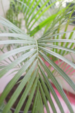 Yeşil ve taze palmiye ağacı fotoğrafı.