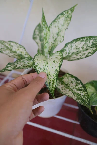 Gyönyörű Aglonema Növény Előtt Ház Fotó — Stock Fotó