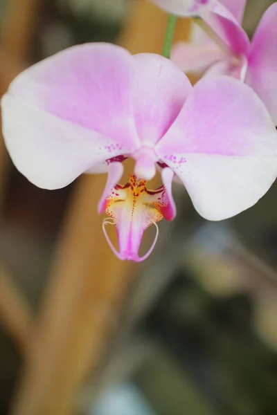 Belle Orchidee Che Sbocciano Davanti Alla Foto Della Casa — Foto Stock
