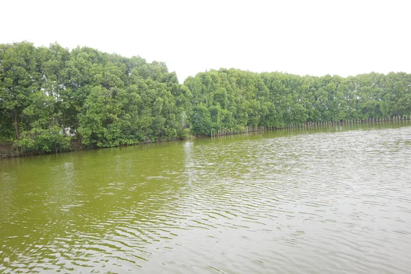 Alberi Mangrovie Sul Bordo Della Palude Foto — Foto Stock