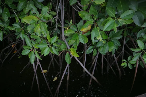 Ρίζες Δέντρου Mangrove Στην Άκρη Της Φωτογραφίας Βάλτο — Φωτογραφία Αρχείου