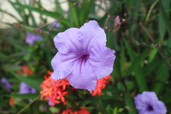 庭の美しい紫色の花写真 — ストック写真