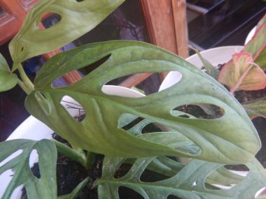 Monstera Adansonii adlı eşsiz bir bitki.