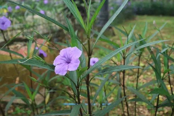 庭の写真の中のルエリア シンプレクスという紫色の花 — ストック写真