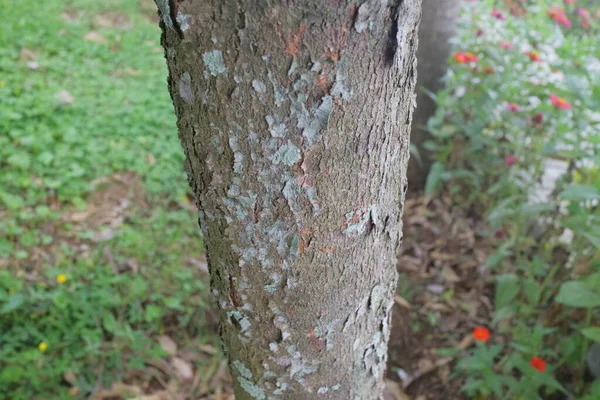 Tronc Arbre Avec Écorce Pelage Photo — Photo