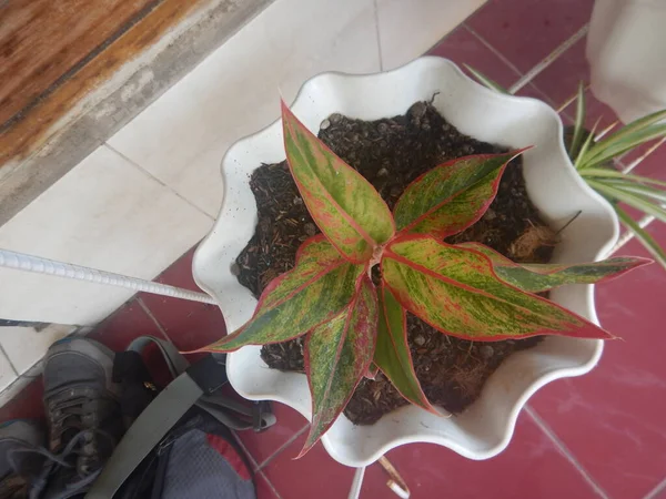 Aglaonemaと呼ばれる美しい家の植物赤い植物の写真 — ストック写真