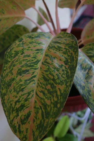 Beautiful Aglonema Plant Front House Photo — Stock Photo, Image