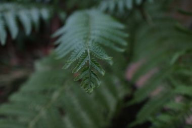 Eğrelti otu yaprağı ucu fotoğrafı.