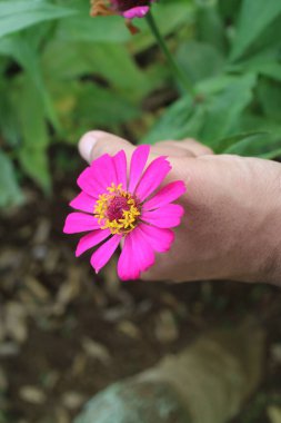 Elimde güzel pembe bir çiçek resmi var.