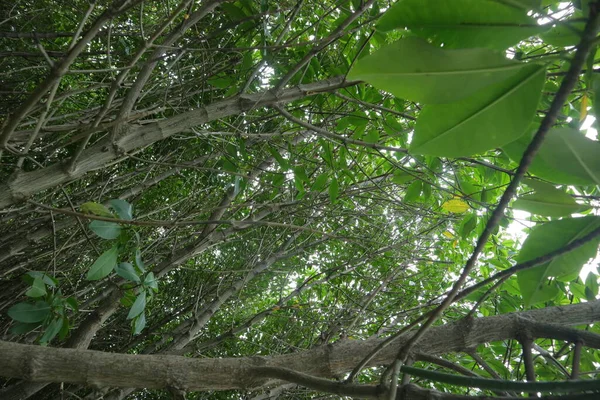 Пышные Свежие Мангровые Деревья Фото — стоковое фото