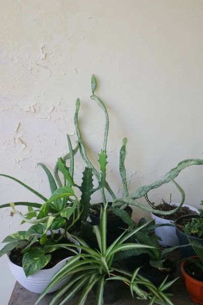 Several Beautiful House Plant Table Photo — Stock Photo, Image