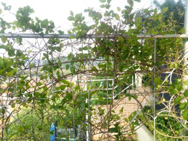 Çit fotoğrafında yasemin asmaları var.