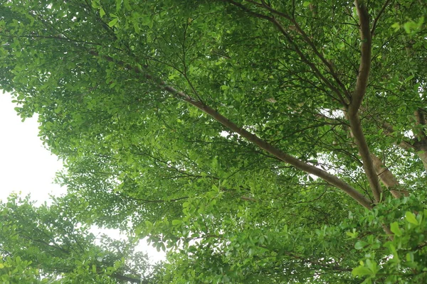 公園の真ん中にある緑豊かな木は — ストック写真