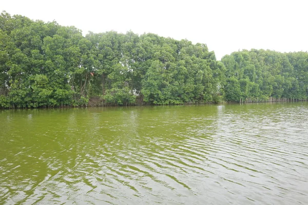 Mangroves Sur Bord Marais Photo — Photo