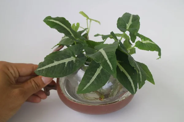 Kleine Grüne Zimmerpflanze Auf Der Teekanne — Stockfoto