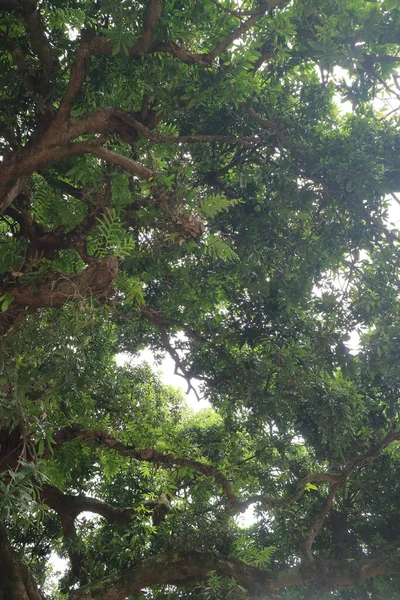 Büyük Mango Ağacı Yemyeşil Yapraklar — Stok fotoğraf