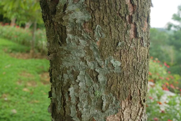 Tronco Árvore Duriano Com Descascamento Foto Pele — Fotografia de Stock