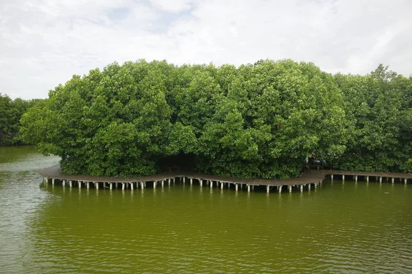 Mangroves Sur Bord Marais Photo — Photo
