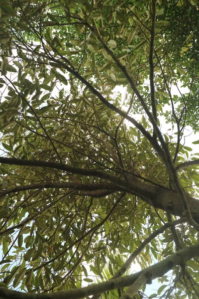 Gün Boyunca Gölgeli Durian Ağacı — Stok fotoğraf