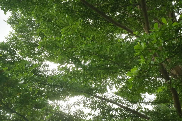都会の公園で見た新緑の木陰の写真 — ストック写真