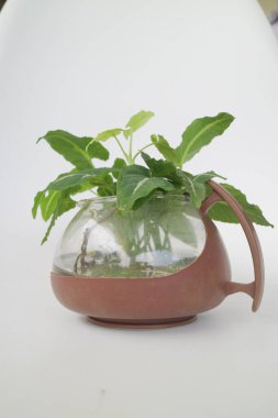 Çaydanlık fotoğrafında küçük yeşil ev bitkisi var.