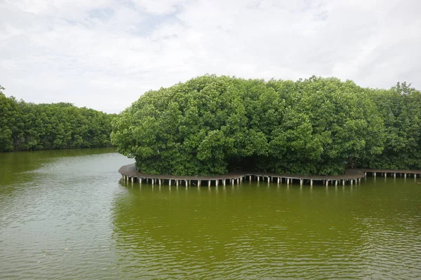 Mangrove Δέντρα Στην Άκρη Της Φωτογραφίας Βάλτο — Φωτογραφία Αρχείου