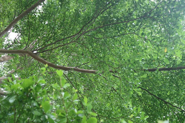 Árbol Verde Sombreado Parque Durante Día Foto — Foto de Stock