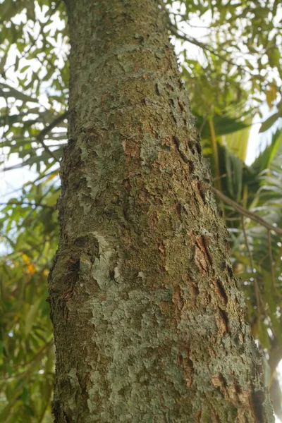 ドリアンの木の幹の質感の写真 — ストック写真