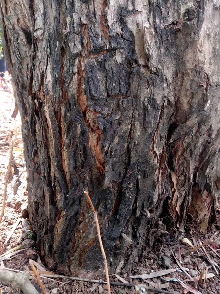 Σκούρα Και Ραγισμένη Φωτογραφία Υφής Κορμού Δένδρου — Φωτογραφία Αρχείου