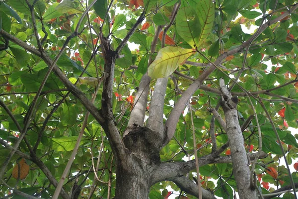 Árvore Ketapan Verde Exuberante Foto — Fotografia de Stock