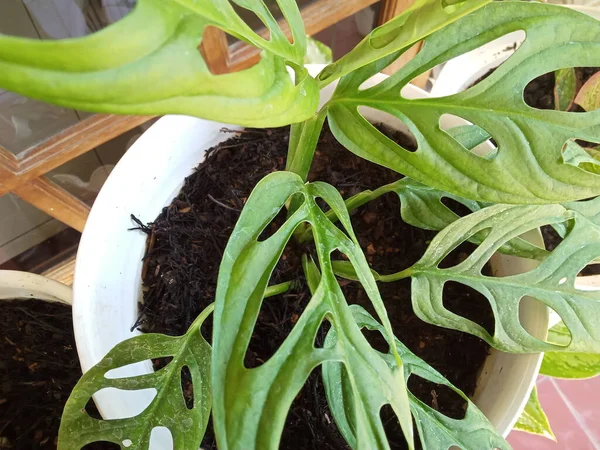 白い鍋の写真でMonstera Adansoniiユニークな植物 — ストック写真