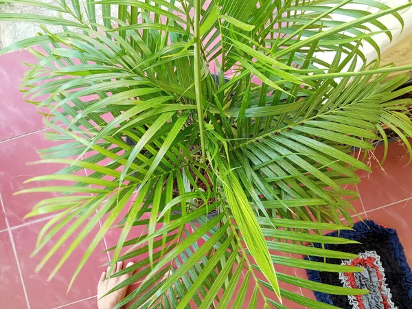 Зеленые Пышные Пальмовые Листья Фото — стоковое фото