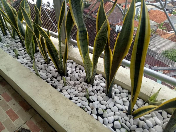 白い石の装飾写真と庭のSansevieria Trifasciata植物 — ストック写真