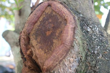 Eski ketapang ağacı gövdesi fotoğrafı.