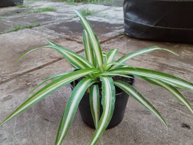Dracaena Marginata adlı uzun ve sivri yapraklı bir bitki.