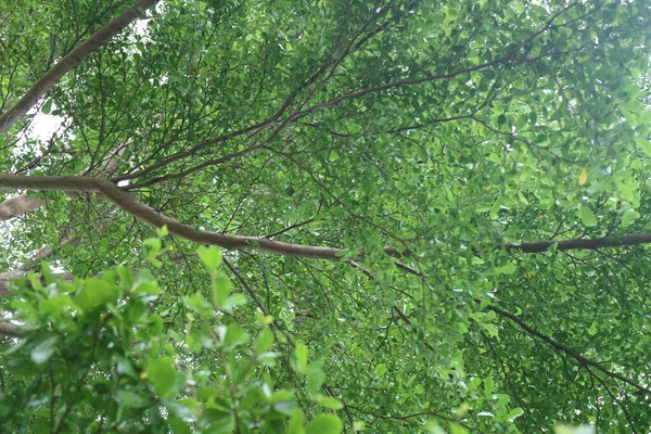 昼間の公園の日陰の緑の木 — ストック写真