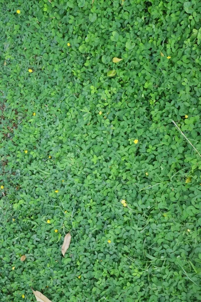 Φρέσκο Πράσινο Γρασίδι Στη Φωτογραφία Του Κήπου — Φωτογραφία Αρχείου