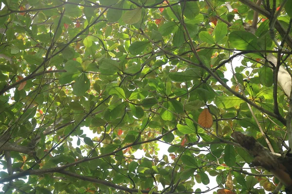 Verde Exuberante Árbol Ketapán Foto — Foto de Stock