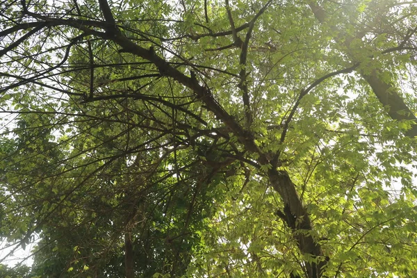 Yeşil Yemyeşil Kiraz Ağacı Fotoğrafı — Stok fotoğraf