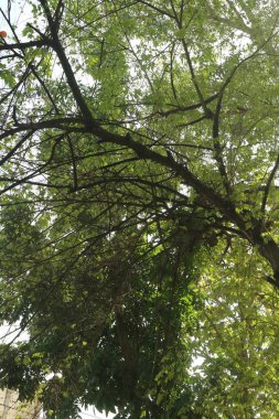 yeşil ve yemyeşil kiraz ağacı fotoğrafı