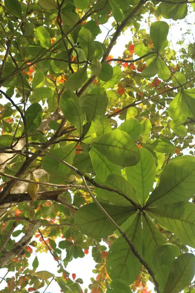 Árvore Ketapan Verde Exuberante Foto — Fotografia de Stock