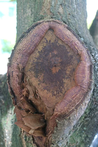 Der Ehemalige Ketapang Baumstamm Foto — Stockfoto