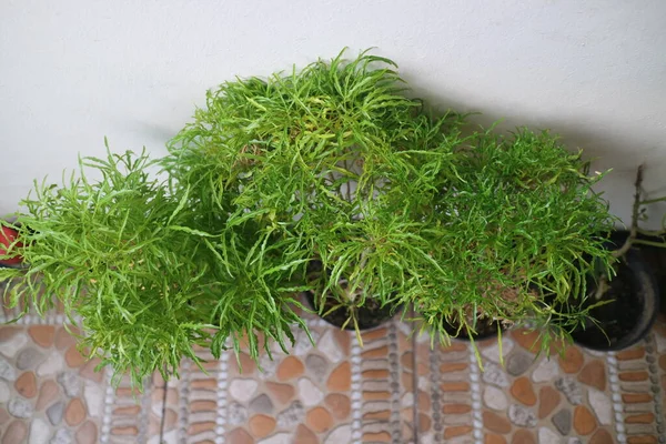 Zdjęcie Zielonej Rośliny Bujnymi Liśćmi Nazwie Poliyscias Fruticosa — Zdjęcie stockowe